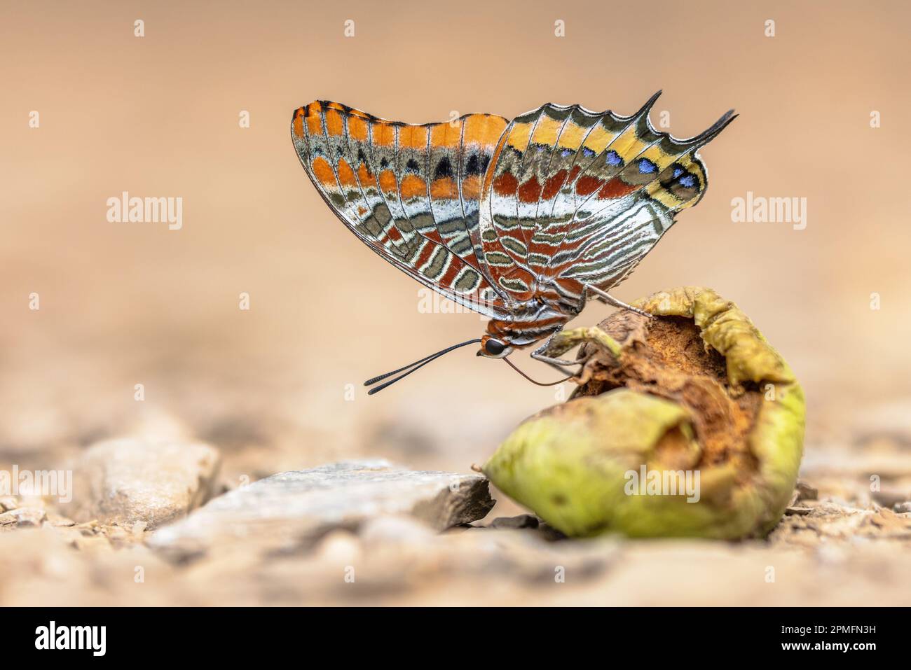 Pascià a due code (Charaxes jasius) bella farfalla su frutta marciante. Una delle farfalle più grandi d'Europa. Fauna selvatica scena della natura in Europa. Foto Stock