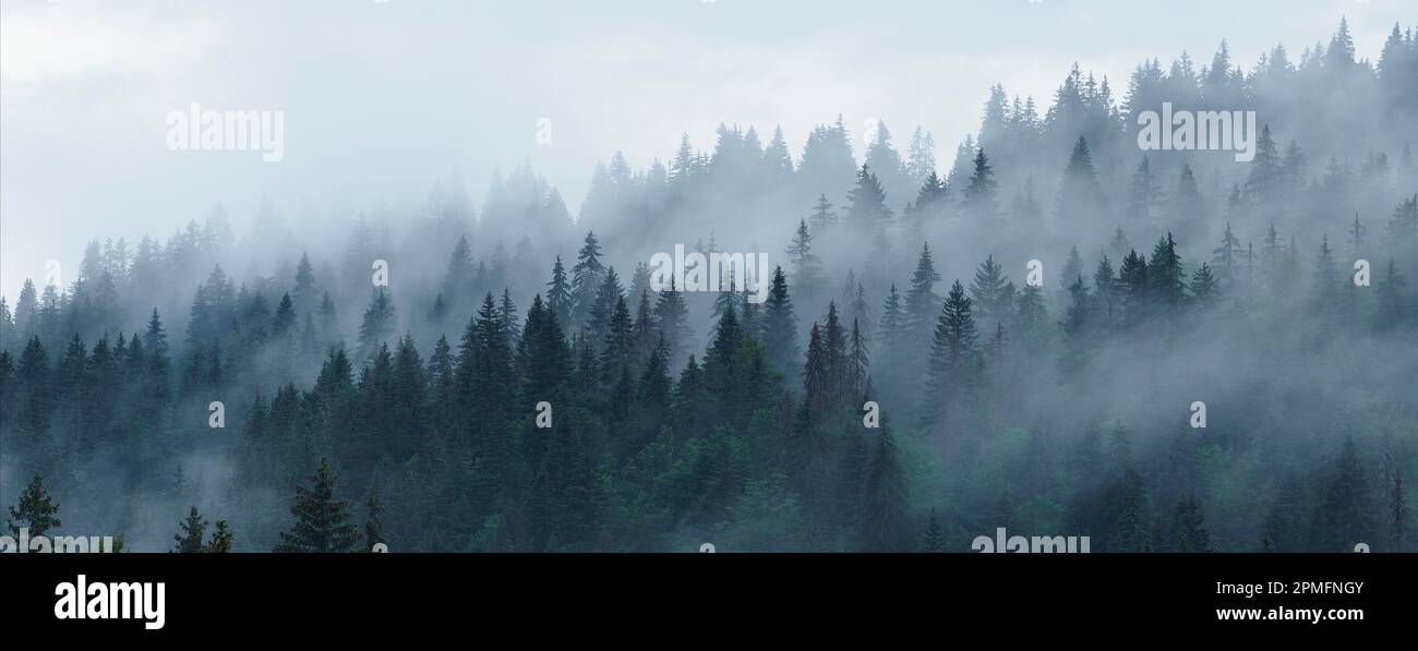 dans brouillard une forêt de sapins Foto Stock