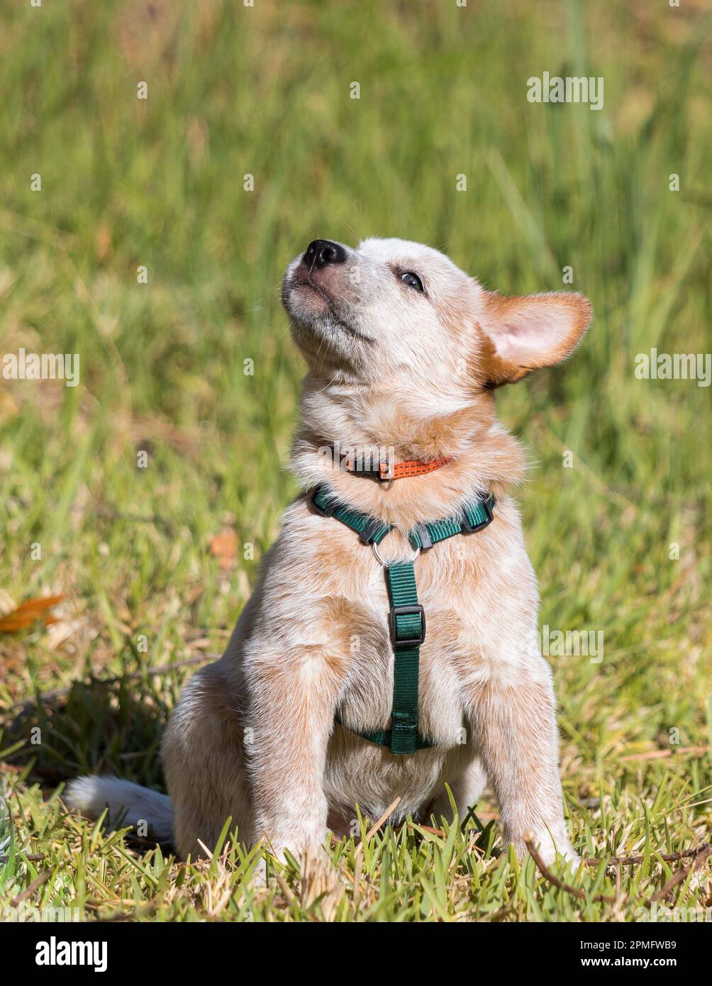 Un cucciolo di Red Australian Cattle Dog (Red Heeler) seduto all'esterno con un'imbracatura per scuotere la testa essendo giocoso Foto Stock