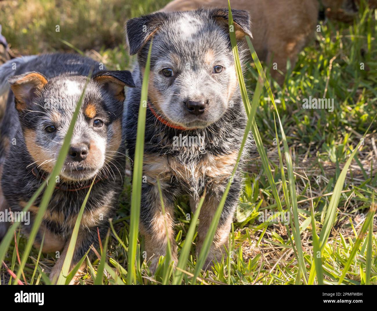 Due cuccioli blu australiani (Blue Heeler) che giocano all'aperto nell'erba Foto Stock