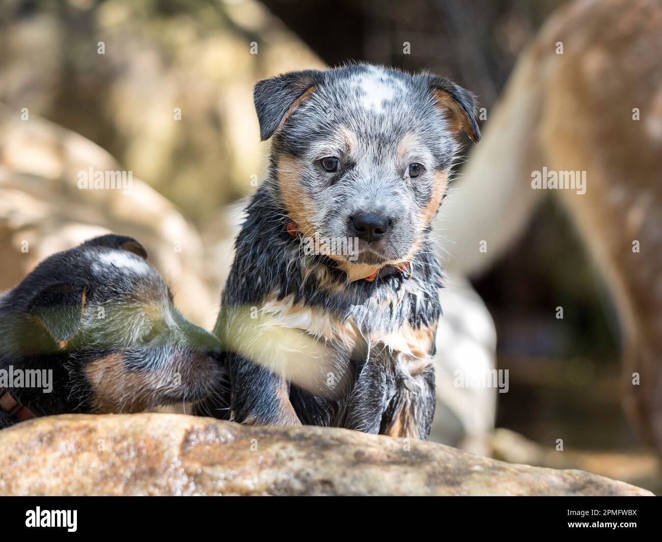 Un cucciolo blu australiano del cane bovino (Blue Heeler) che gioca nel fiume sulle rocce guardando la macchina fotografica Foto Stock
