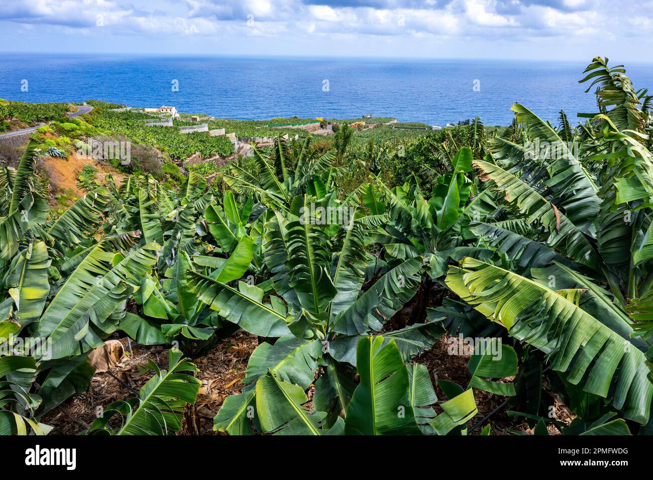 La Palma Banana piantagioni. Paesaggio tropicale settentrionale di la Palma. Isole Canarie, Spagna. Foto Stock