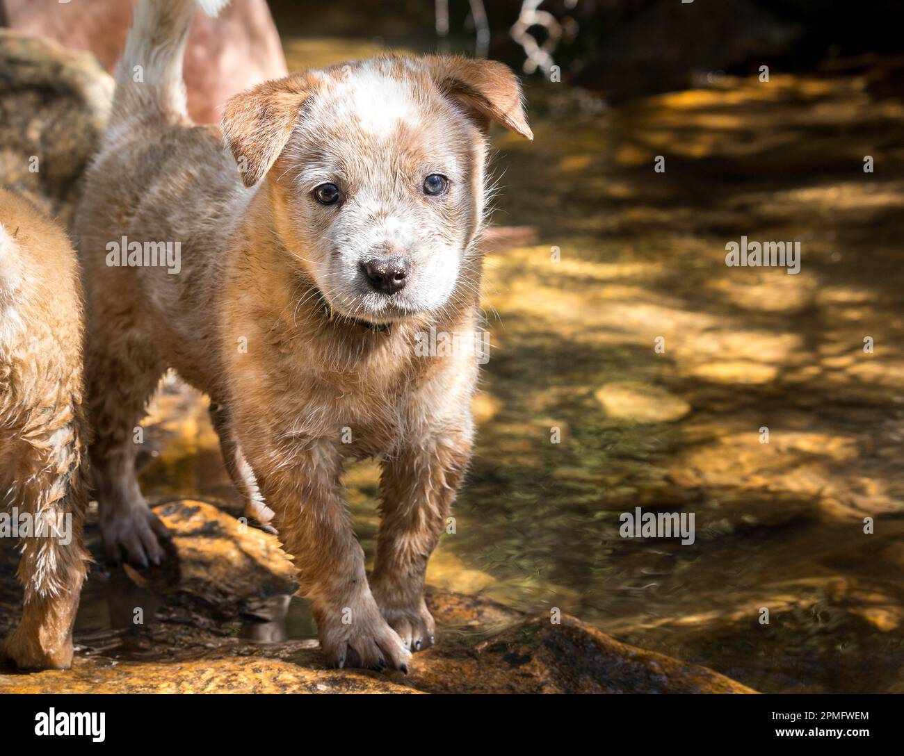 Un cucciolo di Red Australian Cattle Dog (Red Heeler) che gioca nel fiume sulle rocce guardando la macchina fotografica Foto Stock