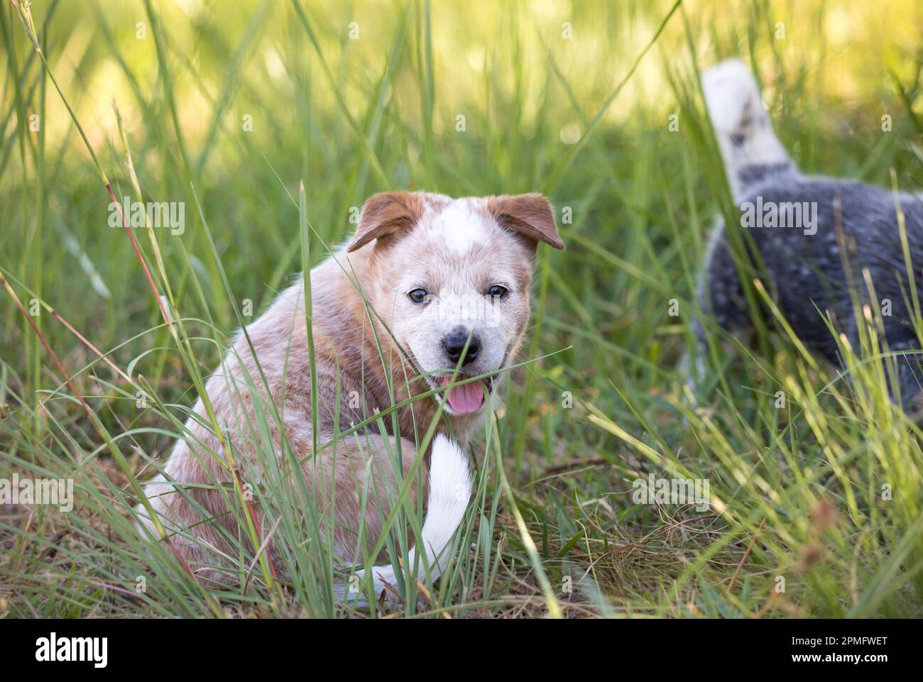 Un cucciolo rosso australiano del bestiame (Red Heeler) seduto nell'erba guardando la bocca della macchina fotografica aperta Foto Stock