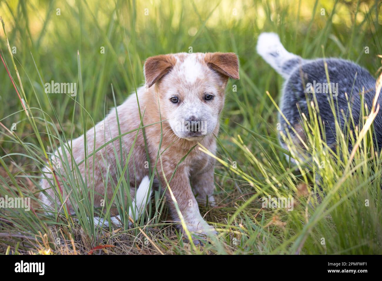 Un cucciolo rosso australiano del bestiame (Red Heeler) seduto nell'erba guardando la macchina fotografica Foto Stock