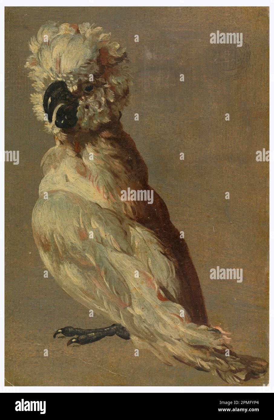 Disegno, Un Cockatoo bianco-marrone; dopo Frans Snyders (fiammingo, 1579–1657); Belgio; olio su carta; 17,7 x 12,3 cm (6 15/16 x 4 13/16 pollici) Foto Stock