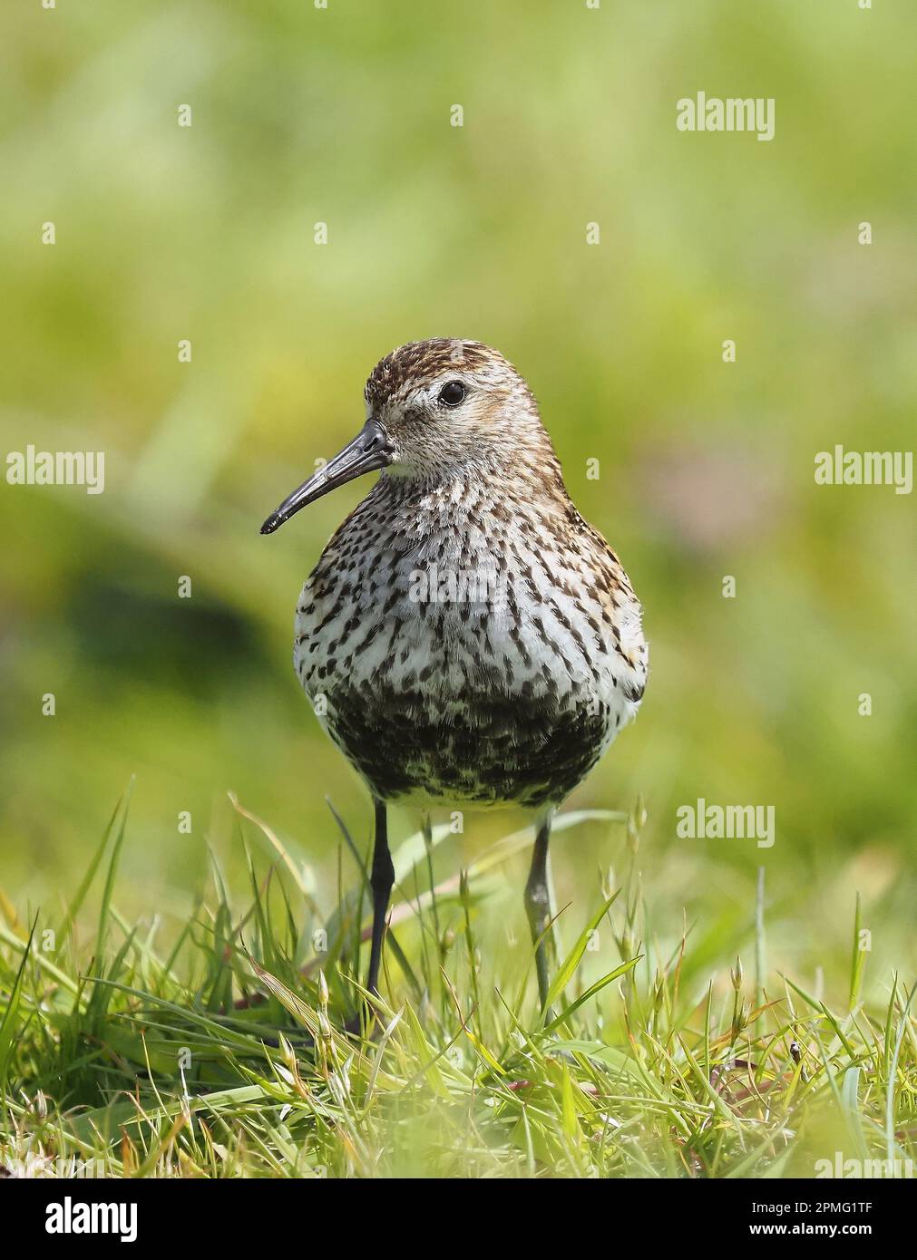 Durante l'allevamento dunlin si siederà su rocce prominenti per cantare, qui all'interno del machire dove si riproducono. Foto Stock