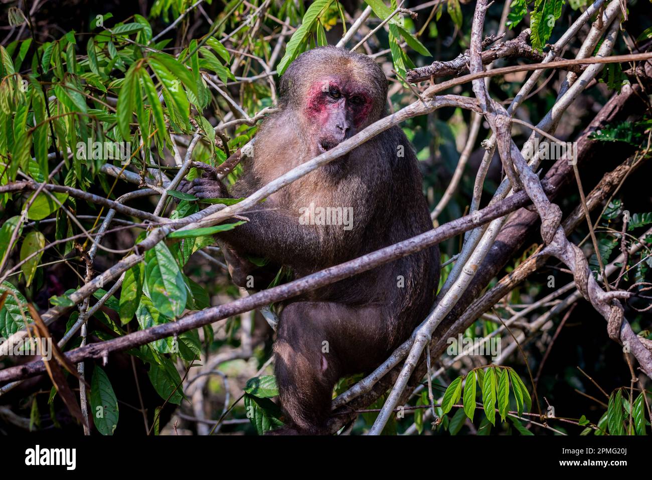 Macaco a coda di rondine, (arctoides di Macaca) in Thailandia Foto Stock
