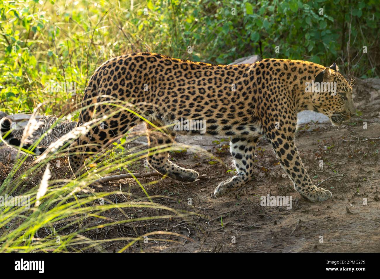 wild femmina leopardo o pantera o panthera pardus profilo laterale a piedi in inverno sera foresta safari jhalana leopard riserva jaipur rajasthan india Foto Stock