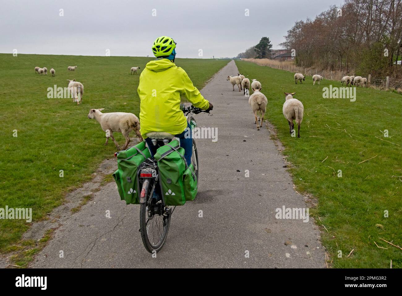 Ciclista tra pecore lungo la pista ciclabile, Glückstadt, Schleswig-Holstein, Germania Foto Stock