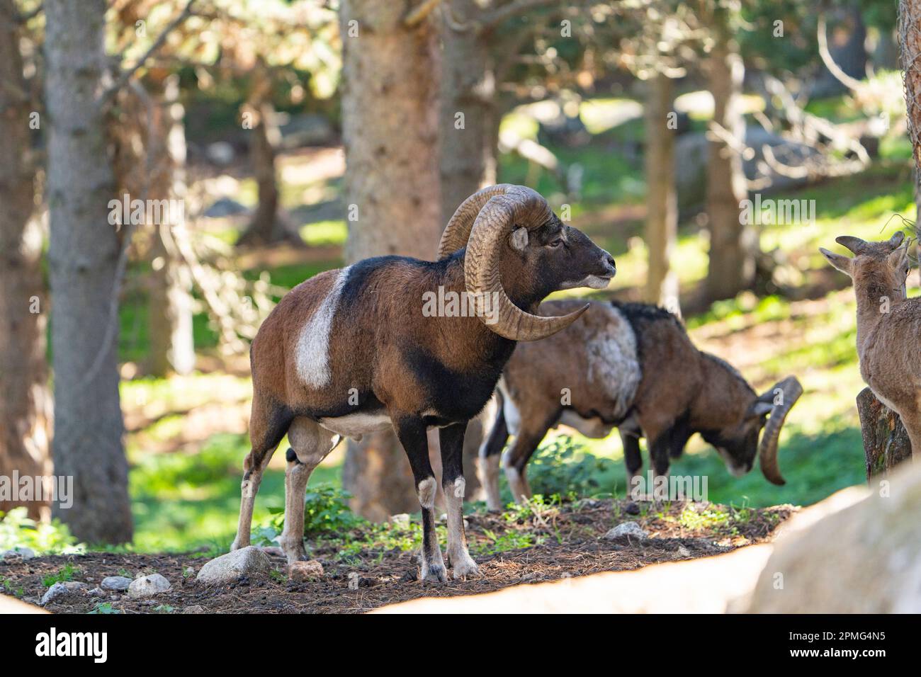 Ona Vidal. Muflon. Due combattimenti di muflon e con le sue teste insieme. Muflons con corna rotonda grande. Il muflon delle Montagne Rocciose è una specie di corno grande Foto Stock