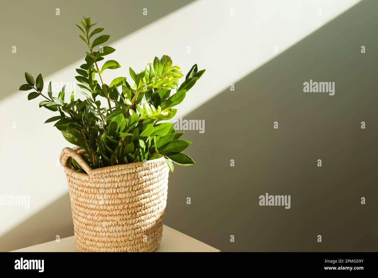 zamioculcas impianto domestico con luce solare. Zamioculcas- Zanzibar gemma, ZZ pianta, Zuzu pianta coltivata vivaio Foto Stock
