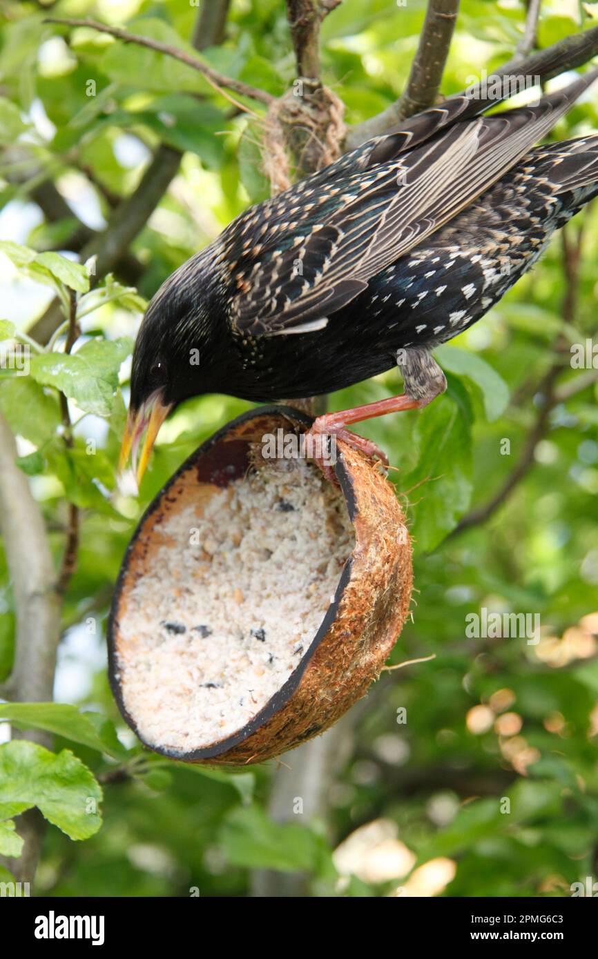 Starling (Sturnus vulgaris) alimentazione su miscela di grasso di cocco con Berries (Cocos) nelle Cotswolds Foto Stock