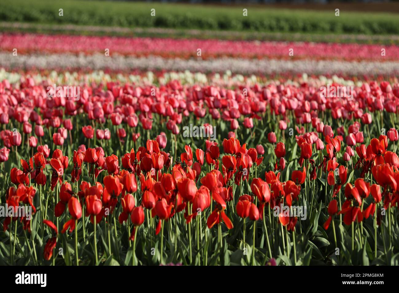 Un gruppo di bellissimi tulipani rossi in fiore, che crescono naturalmente in un lussureggiante campo verde Foto Stock