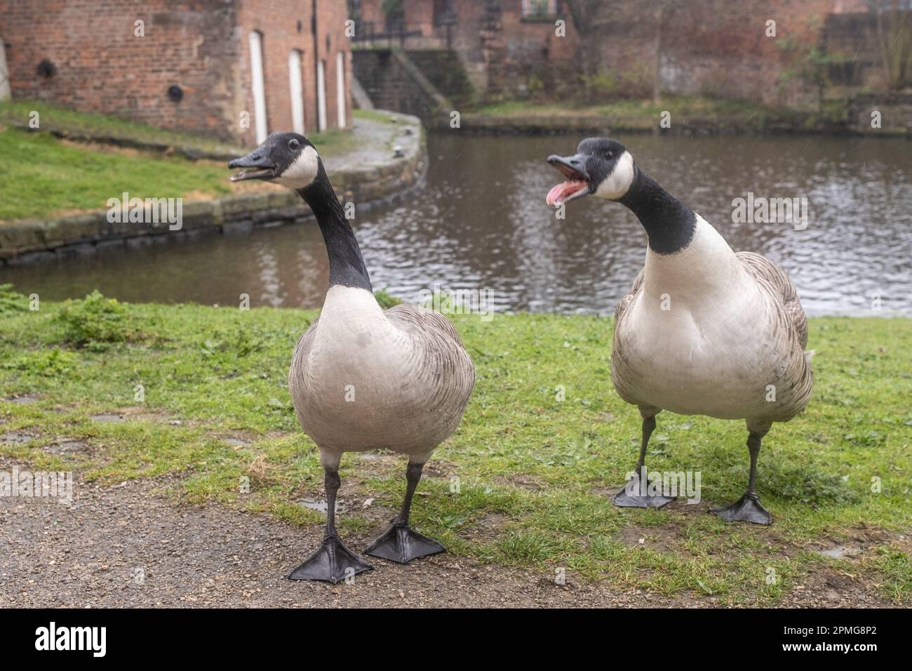 2023 aprile - Noisey Canade Geese accanto al canale nel centro di Manchester Foto Stock