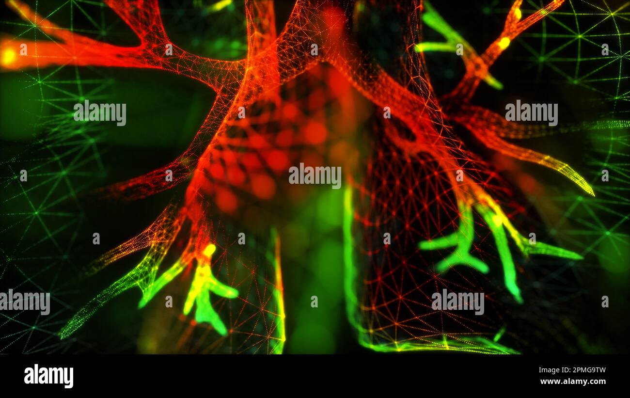 Anatomia dei polmoni del sistema respiratorio umano Foto Stock