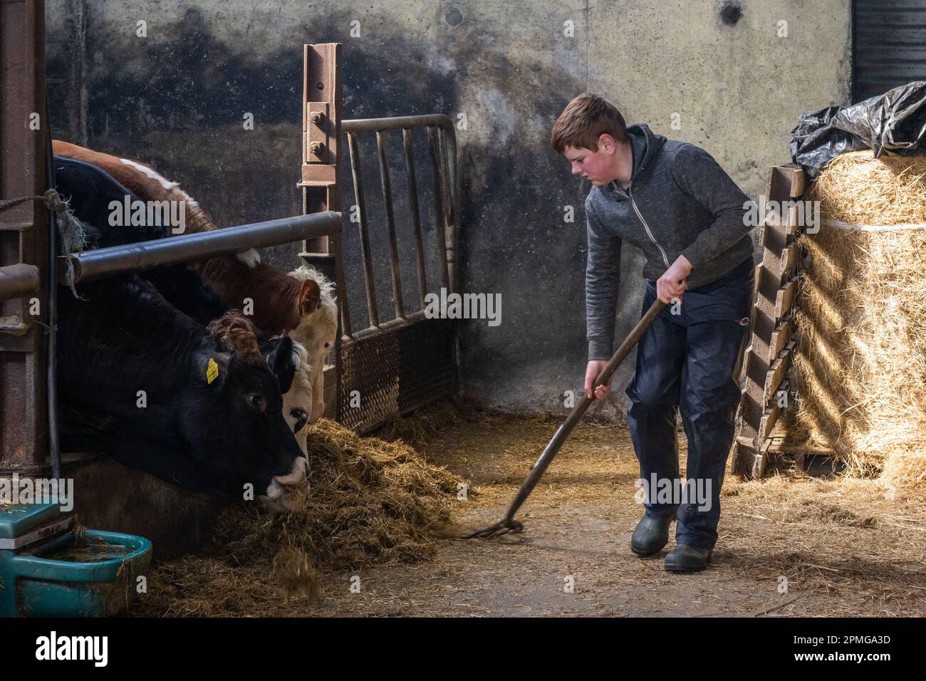 Drinagh, West Cork, Irlanda. 13th Apr, 2023. I vitelli di manzo sono alimentati da Danny Wilson di 13 anni nella fattoria di suo padre, George Wilson a Drinagh, Cork occidentale. Credit: AG News/Alamy Live News Foto Stock