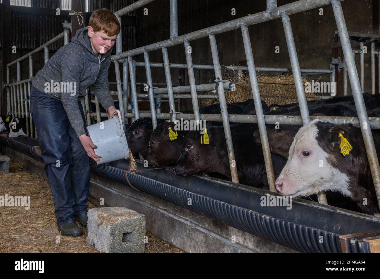 Drinagh, West Cork, Irlanda. 13th Apr, 2023. I vitelli di manzo sono alimentati da Danny Wilson di 13 anni nella fattoria di suo padre, George Wilson a Drinagh, Cork occidentale. Credit: AG News/Alamy Live News Foto Stock