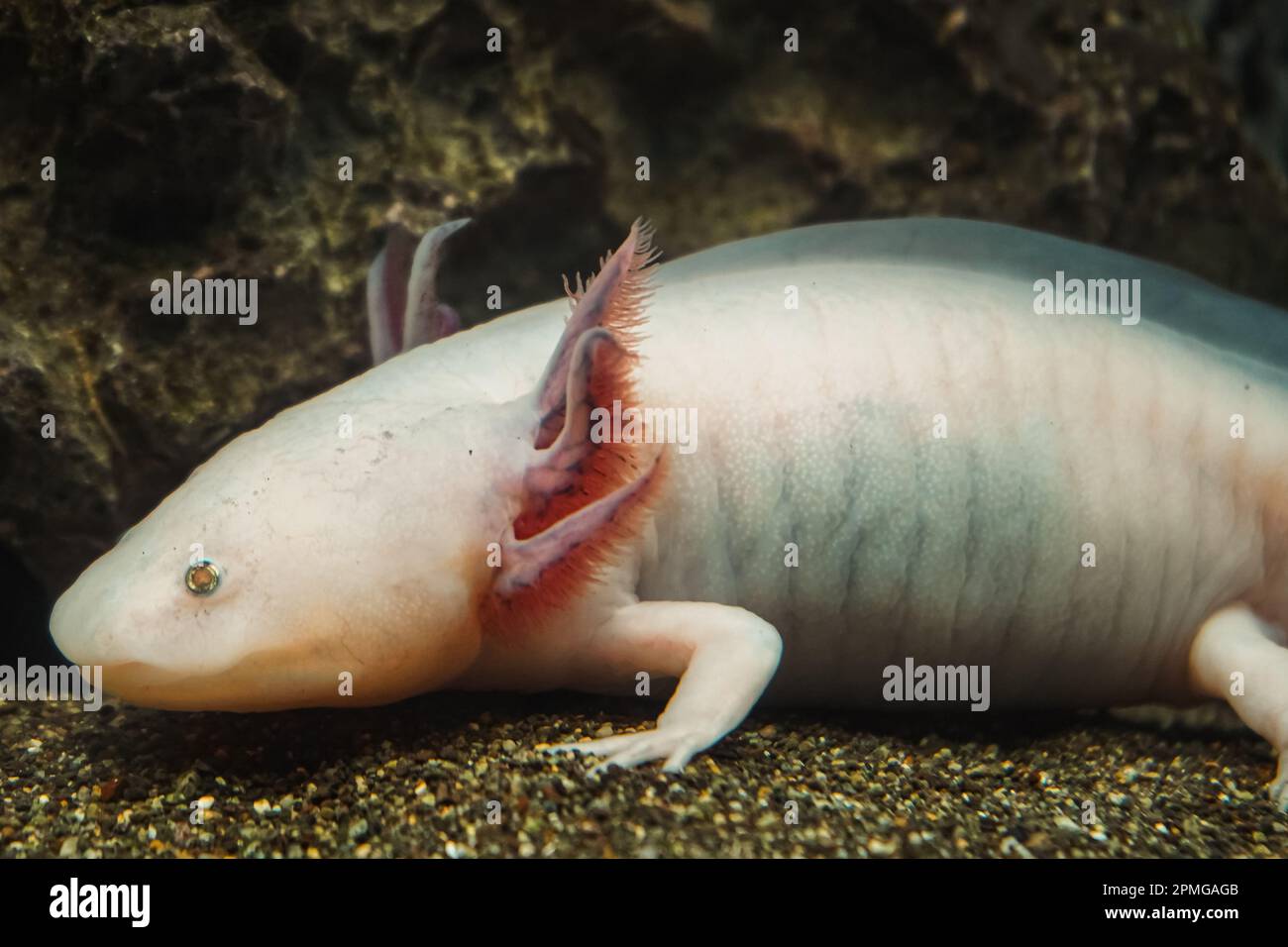 Axolotl messicano immagini e fotografie stock ad alta risoluzione - Alamy