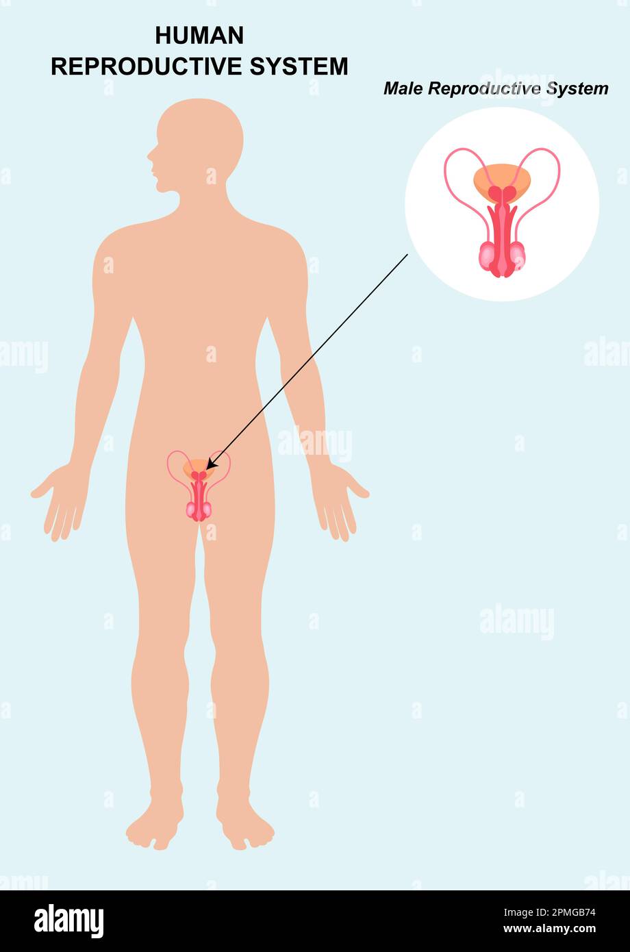 Anatomia del sistema riproduttivo maschile isolata su sfondo bianco Illustrazione Vettoriale