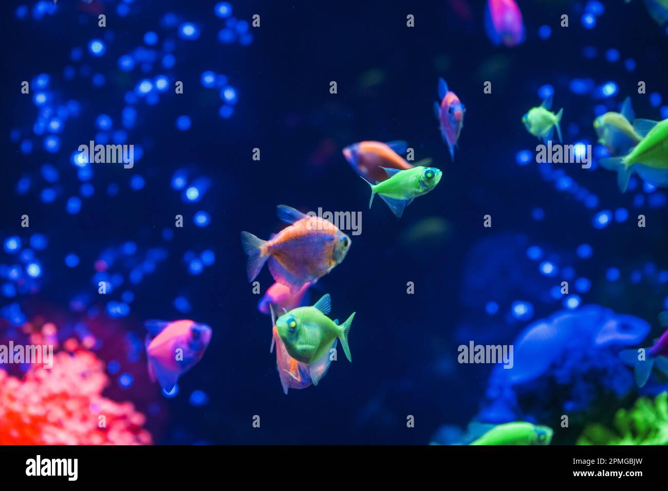 Un gregge di bellissimi pesci al neon che risplende in un acquario scuro con luce al neon. Glofish tetra. Sfondo sfocato. Messa a fuoco selettiva. Vita subacquea Foto Stock