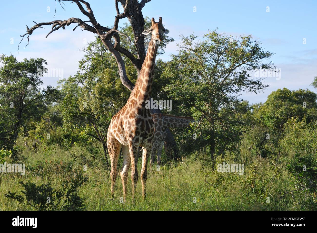 Famiglia Giraffe Thornybush riserva Sud Africa Foto Stock