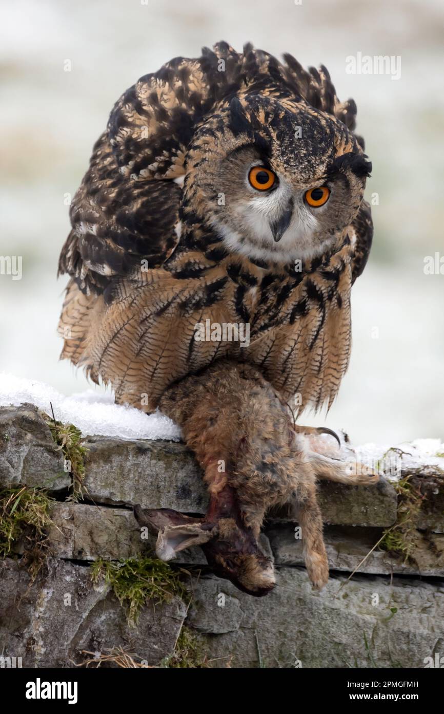 Un colpo verticale di un gufo europeo di aquila dalle orecchie lunghe appollaiato su legno con preda nei suoi taloni Foto Stock