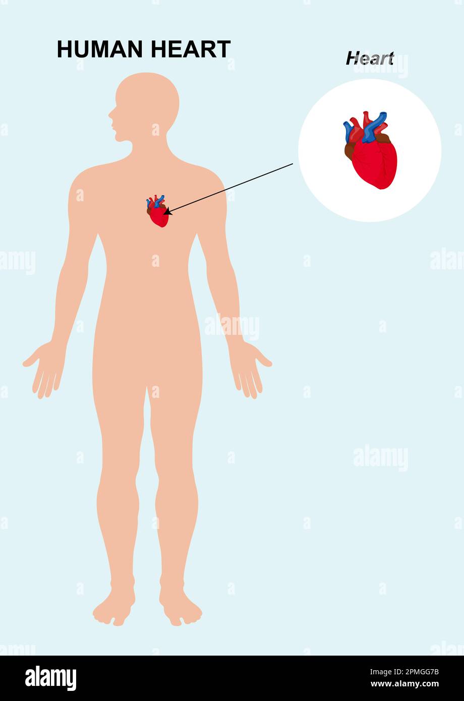 Anatomia dell'organo del cuore umano. illustrazione vettoriale dello sfondo isolato del cuore umano Illustrazione Vettoriale