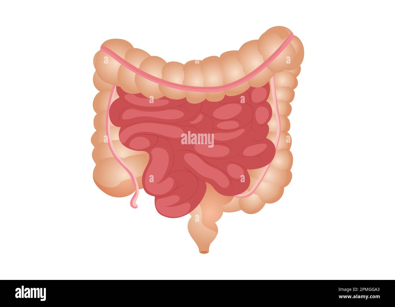 Rappresentazione vettoriale piatta dell'intestino tenue e grande. L'organo interno umano, il tratto digestivo. Illustrazione vettoriale di intestino umano isolato Illustrazione Vettoriale