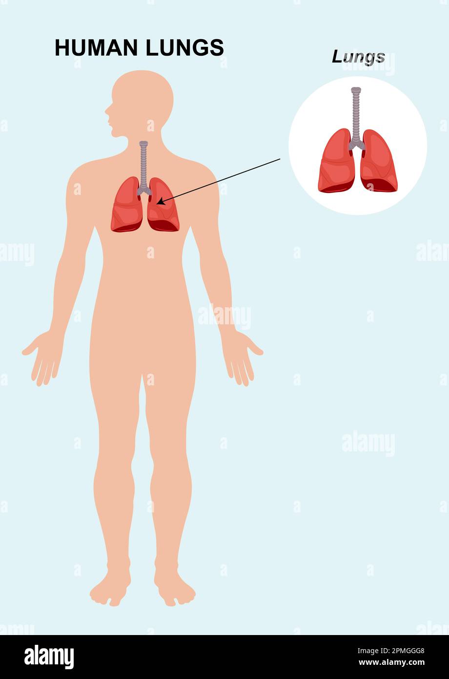 Anatomia dell'organo polmonare umano. Illustrazione vettoriale dei polmoni degli organi umani isolati su sfondo bianco Illustrazione Vettoriale