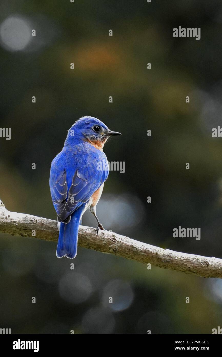 Maschio Bluebird orientale, Sialia sialis, arroccato in un albero Foto Stock