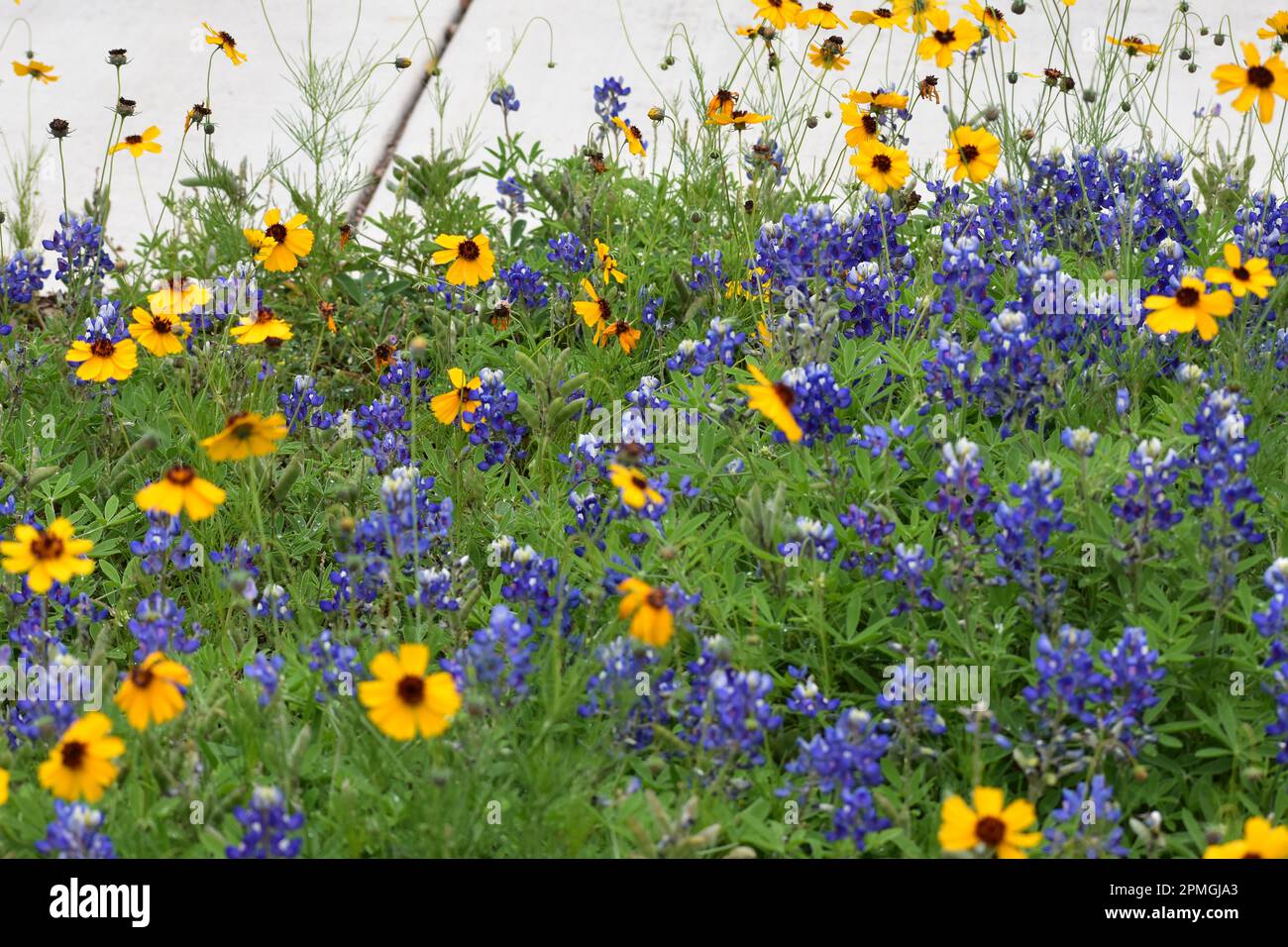 Cofani blu e fiori Susan dagli occhi marroni Foto Stock
