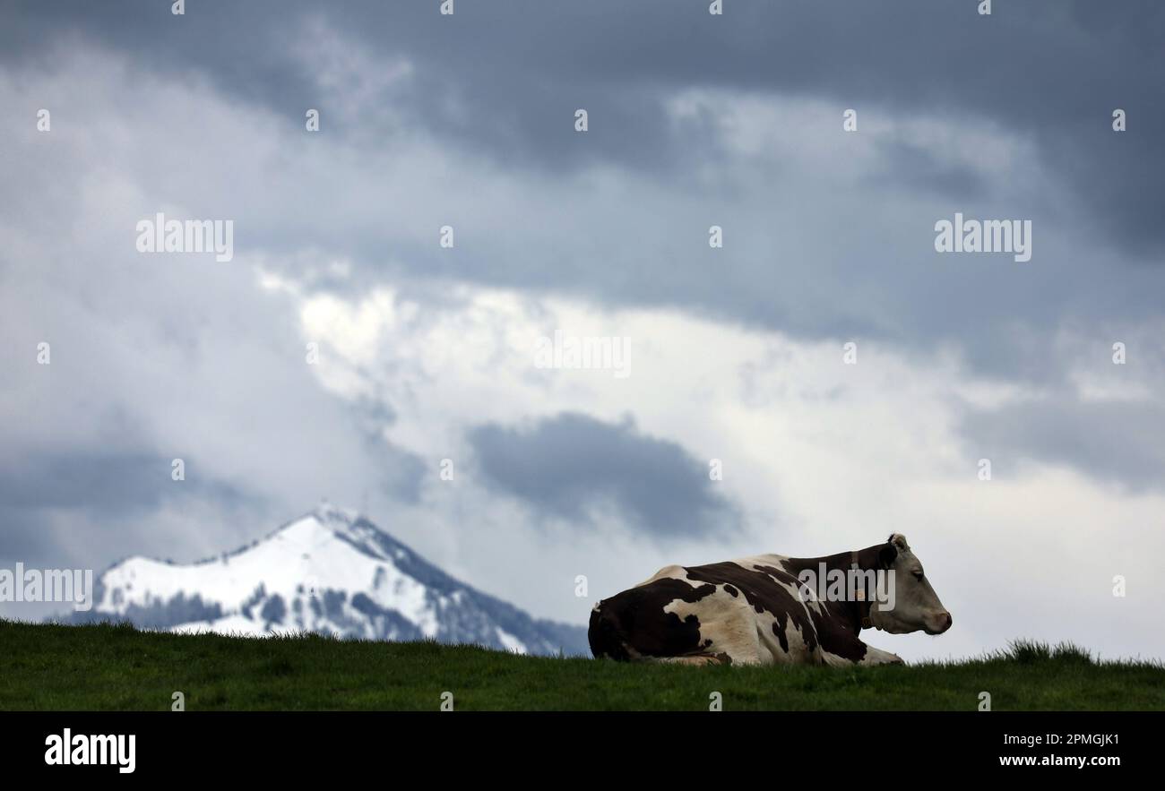 13 aprile 2023, Baviera, Görisried: Una mucca giace su un pascolo di fronte al Grünten innevato sotto il cielo coperto di nuvole di pioggia. Foto: Karl-Josef Hildenbrand/dpa Foto Stock