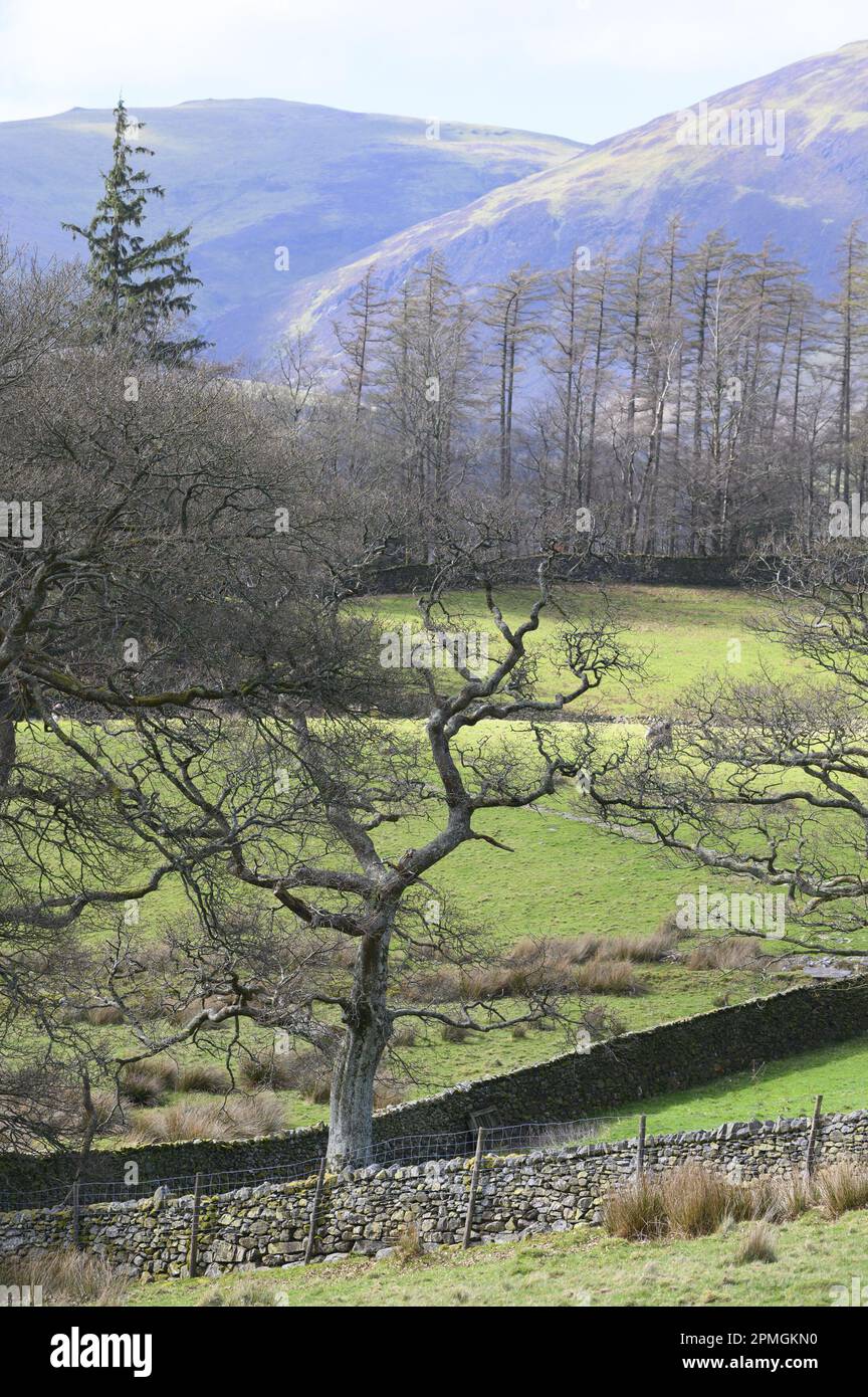 Tipico paesaggio del Lake District Northern Lake District vicino a Bassenthwaite, Cumbria, Regno Unito Foto Stock