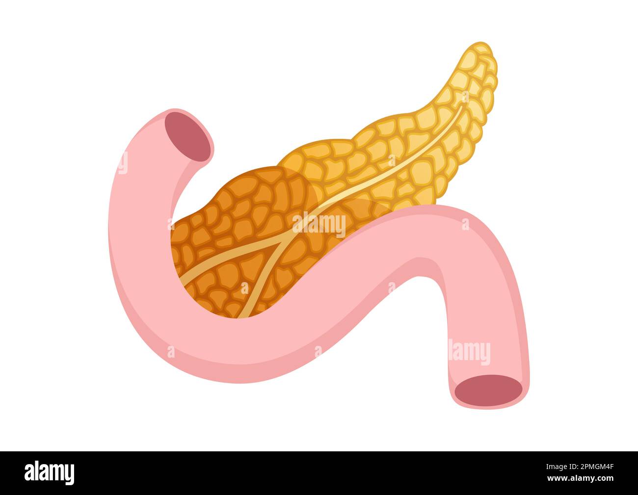 Icona del pancreas in stile cartoon isolato su sfondo bianco. Disegno vettoriale del pancreas Illustrazione Vettoriale