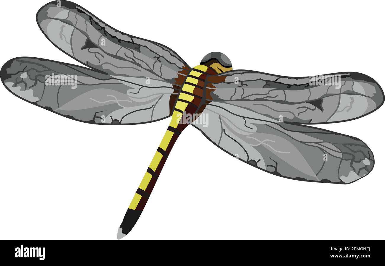 Dragonfly Insect Animal Vector Illustrazione Vettoriale