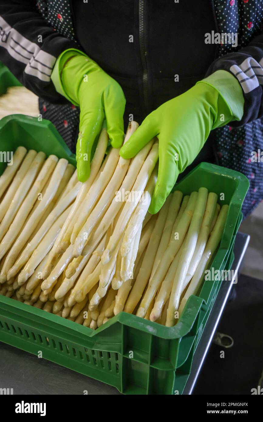 Wesel, Renania settentrionale-Vestfalia, Germania - i lavoratori della mietitura lavano e smistano gli asparagi, qui in occasione di un evento stampa per l'apertura della stagione degli asparagi. Foto Stock
