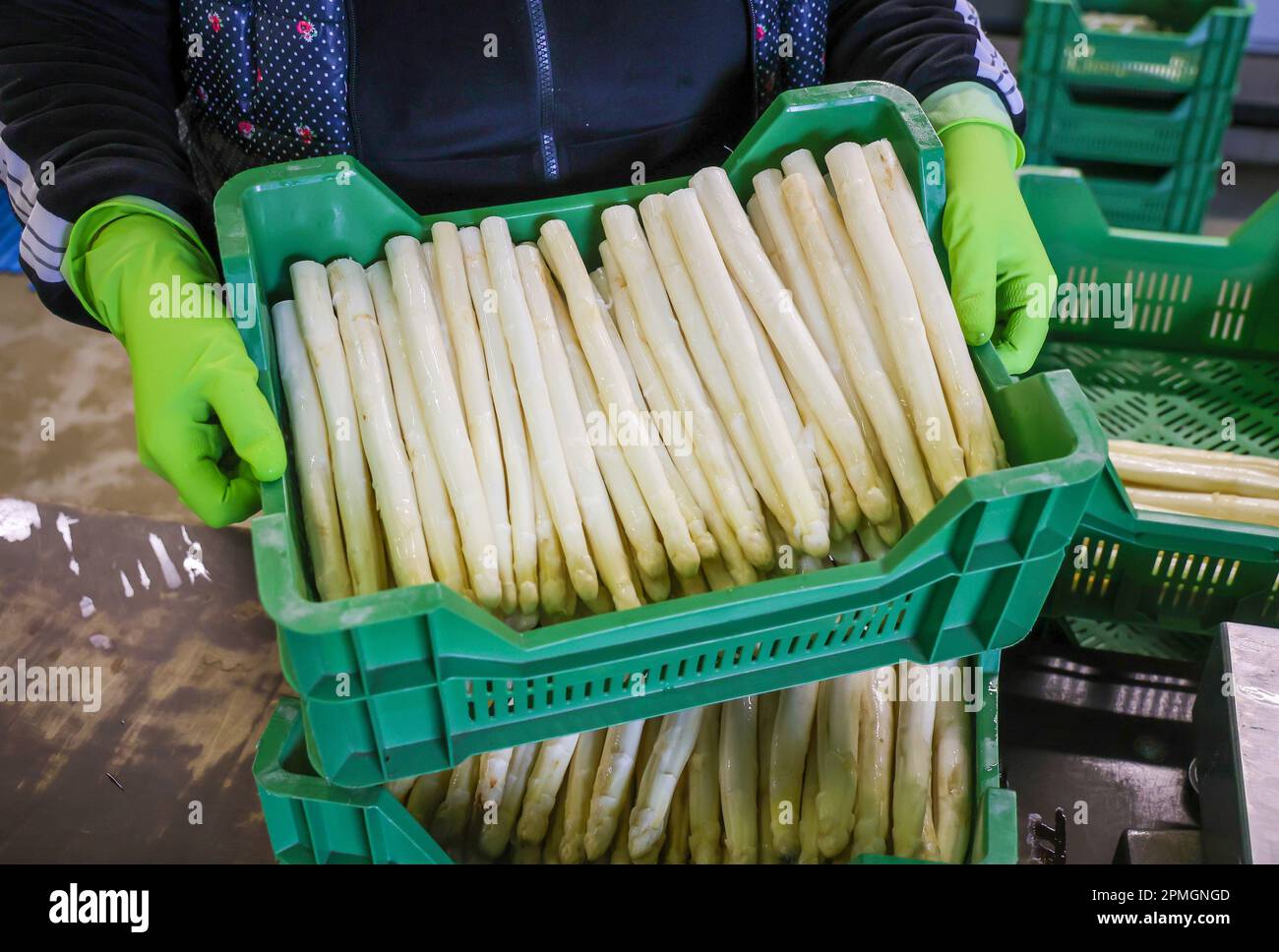 Wesel, Renania settentrionale-Vestfalia, Germania - i lavoratori della mietitura lavano e smistano gli asparagi, qui in occasione di un evento stampa per l'apertura della stagione degli asparagi. Foto Stock