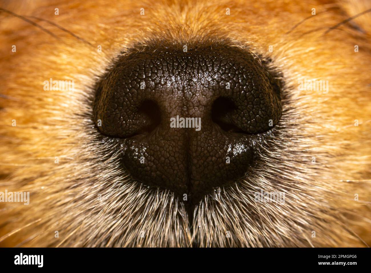 Primo piano foto di texture sul naso di un cane, Pomeranian naso estremo primo piano Foto Stock