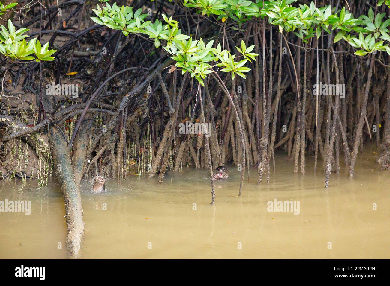 Due lontre lisce rivestite per la caccia di pesce tra le radici palafitte in un fiume di mangrovie, Singapore Foto Stock