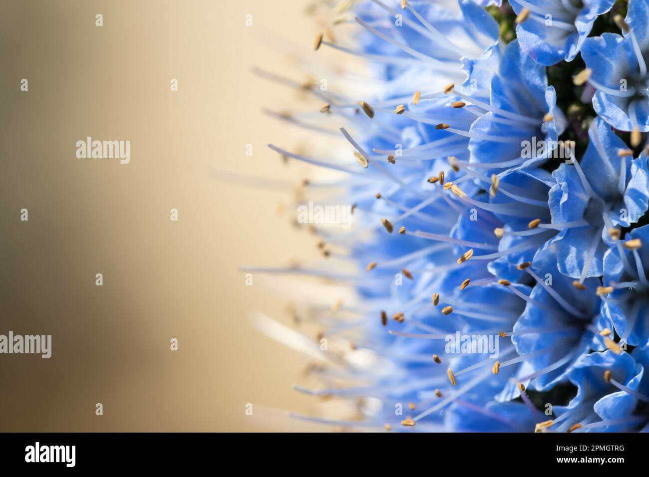 Primo piano dettaglio macro del Gran Canaria Blue Tajinaste (Echium callithyrsum) a Las Palmas de Gran Canaria (Spagna), focalizzazione selettiva sui petali. Foto Stock