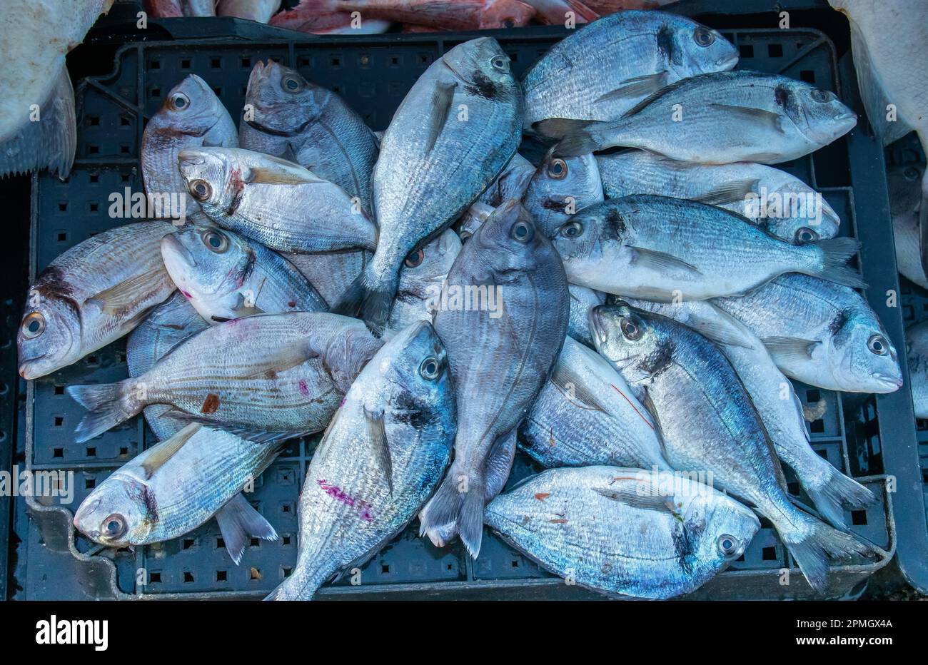 Orata di testa dorata raccolta da pesca: Una cattura deliziosa. Foto Stock