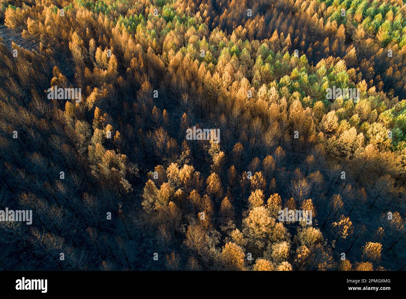 una pineta bruciata dopo un incendio boschivo, vista aerea con drone Foto Stock
