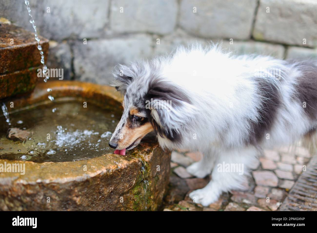 Gli uomini imparano il suo cane sheltie nel giardino primaverile Petrin a Praga Foto Stock