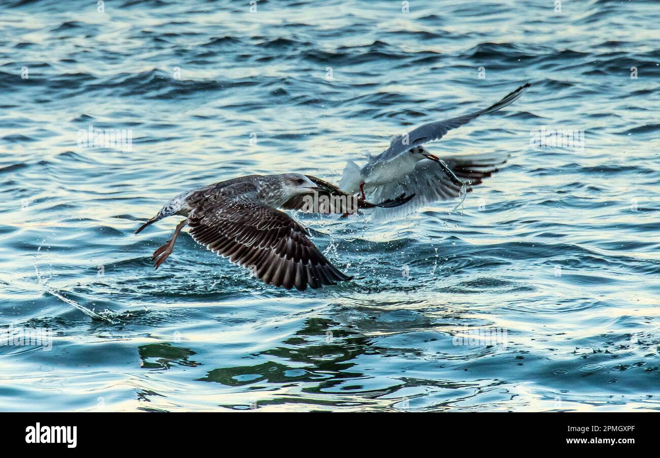 Grande gabbiano nero-backed sull'acqua: Gli uccelli marini maestosi nel loro habitat naturale. Foto Stock