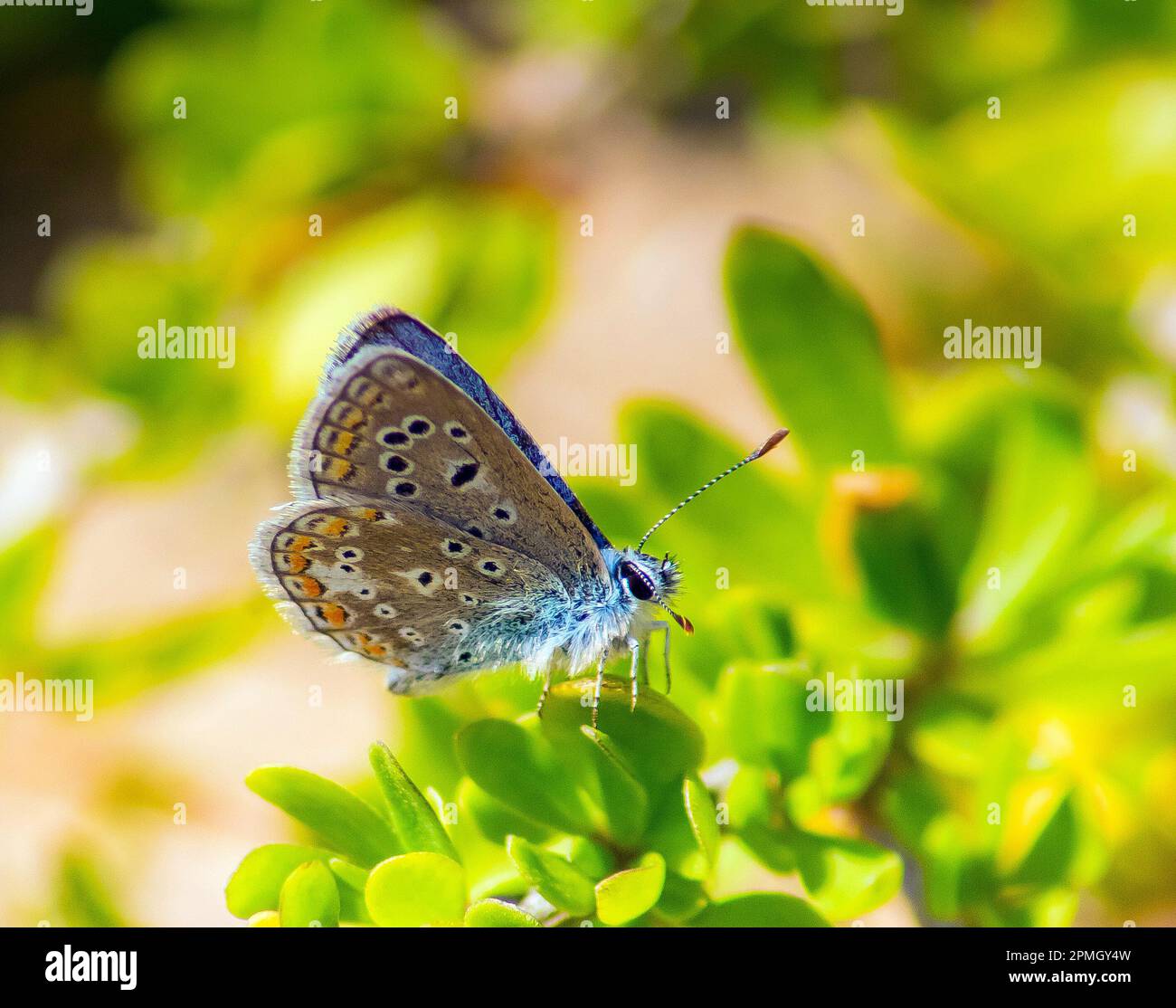 Farfalla blu comune su una foglia verde. Foto Stock
