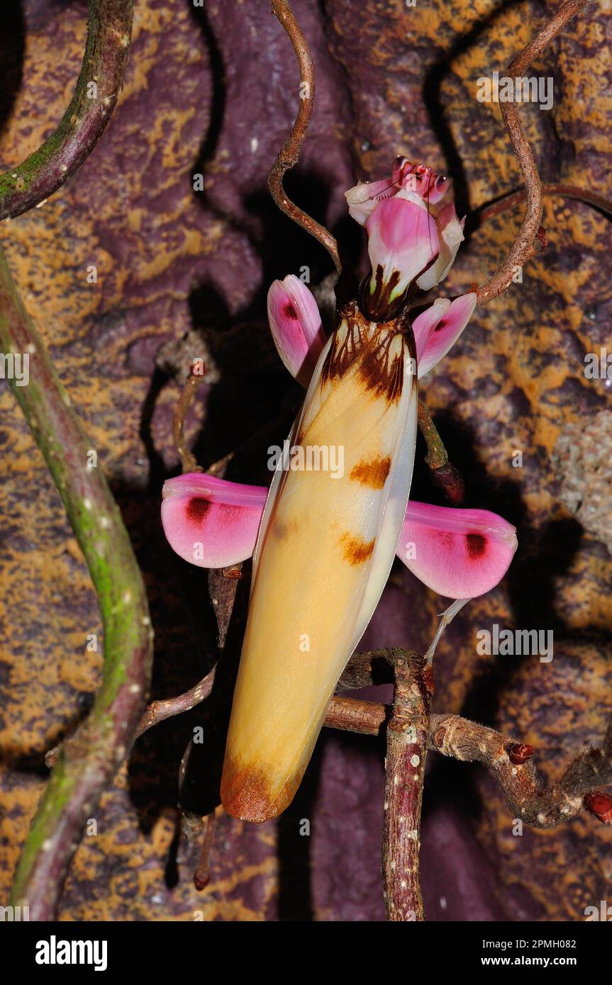 Hymenopus coronatus, Orchieen-Mantis, Kronenfangschrecke, Gottesanbeterin, mantis di fiori a piedi, mantis di orchidee rosa, mantis di preghiera Foto Stock