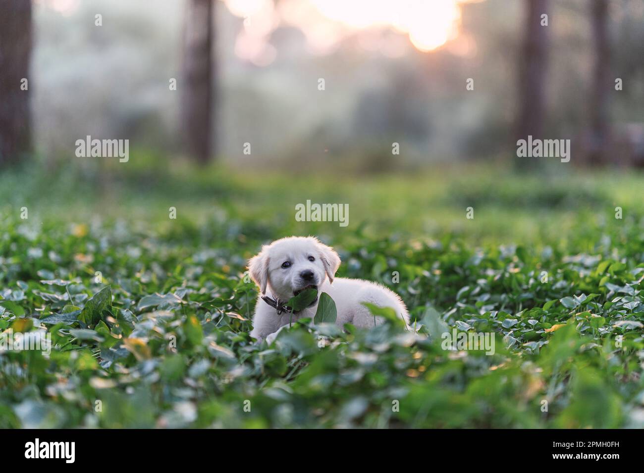 Adorabile cucciolo Golden Retriever in un prato verde vibrante e lussureggiante, pieno di vita e gioia Foto Stock