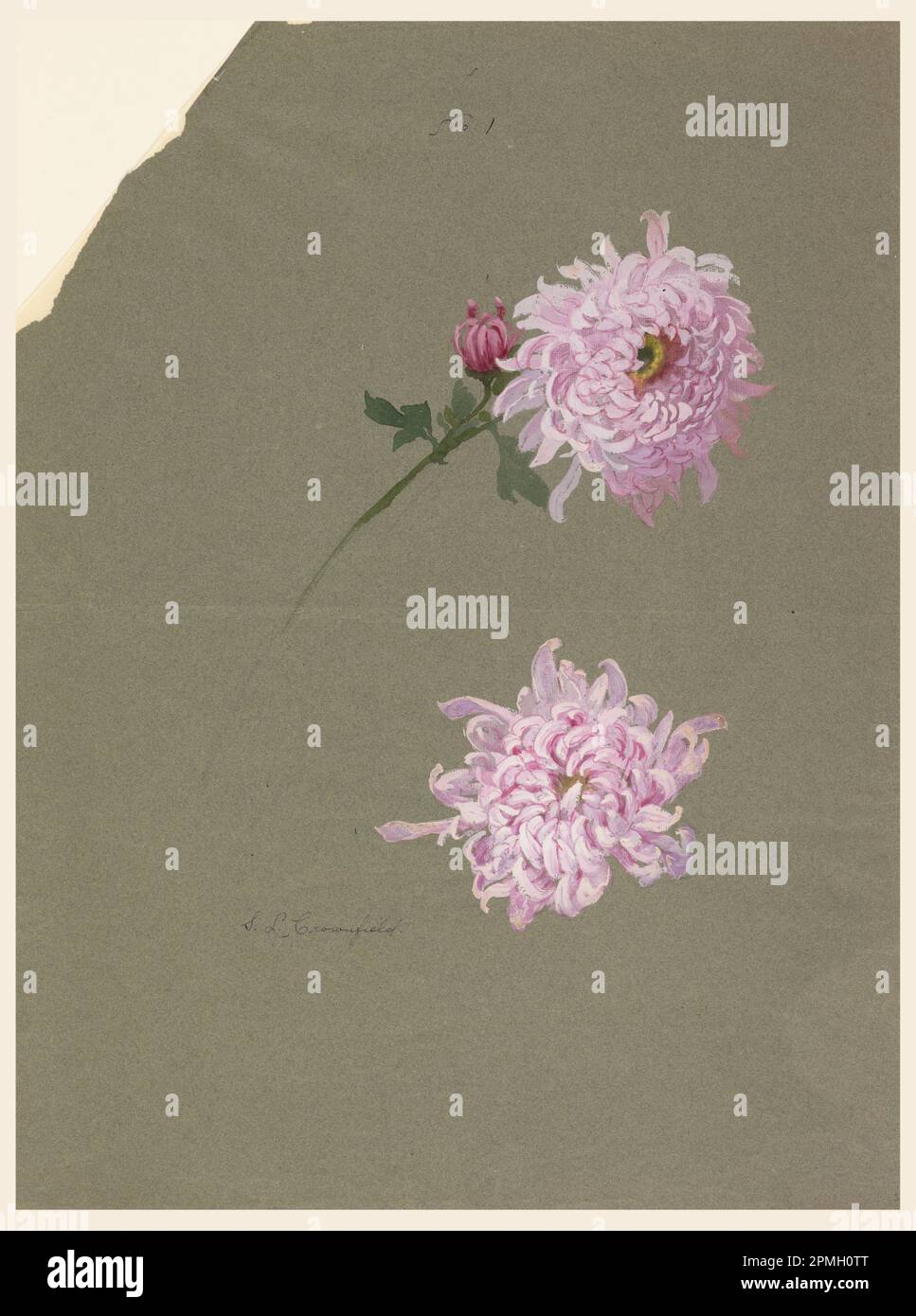 Disegno, due studi di Chrysanthemums viola; Sophia L. Crownfield (americano, 1862–1929); USA; pennello e gouache su carta grigia Foto Stock