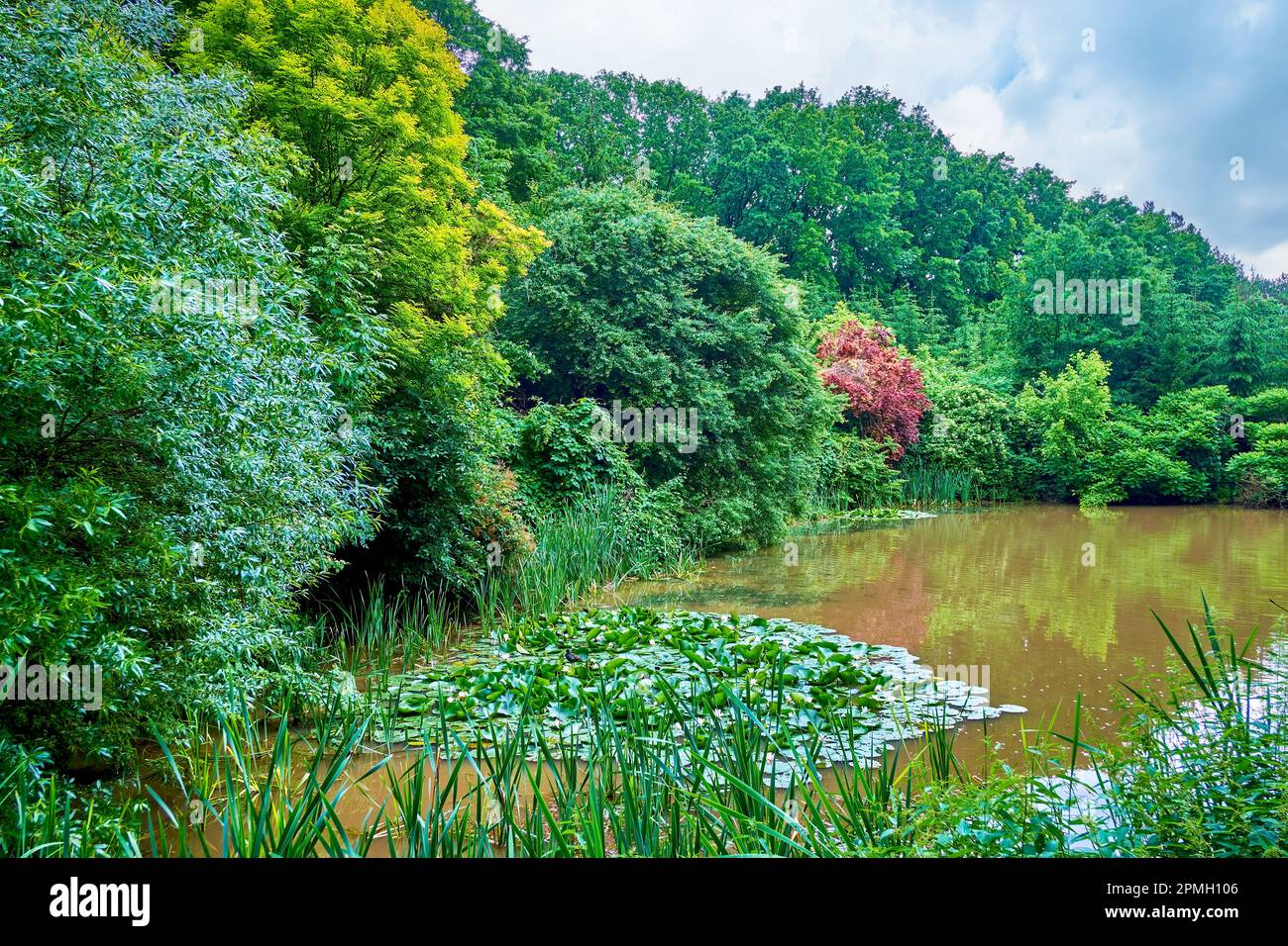 Il verde lussureggiante del Parco Sofiyivsky e lo stagno di Falcon con ninfee in riva al fiume, Uman, Ucraina Foto Stock